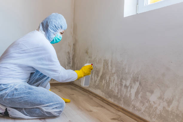 Licensed Black Mold Remediation service in Springfield, NJ - Car Mold Remediation