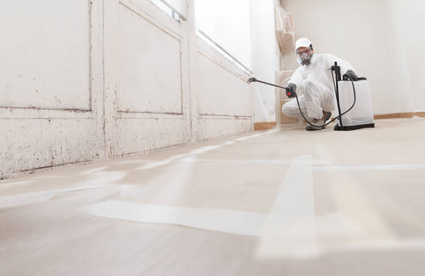 24/7 Emergency Black Mold Remediation experts in Springfield, NJ