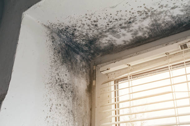 Affordable Black Mold Remediation solutions in Springfield, NJ