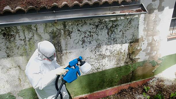 Top rated local Black Mold Remediation specialists in Springfield, NJ